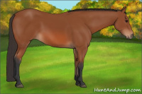 Horse Color:Bay 