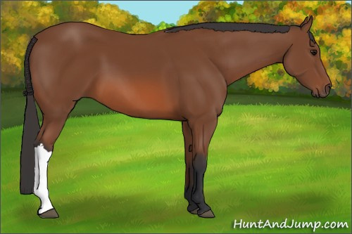 Horse Color: Bay 
