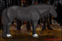 Horse Color:Smoky Black 