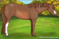 Horse Color:Liver Chestnut 