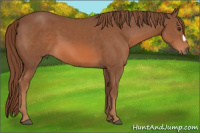 Horse Color:Liver Chestnut 