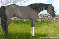 Horse Color:Grullo Rabicano 
