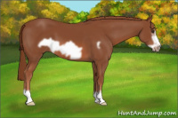 Horse Color:Liver Chestnut Frame 