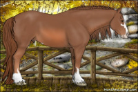 Horse Color:Liver Chestnut Sabino 
