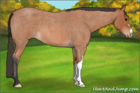 Horse Color:Bay Roan 
