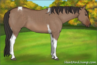 Horse Color:Bay Dun Tobiano 