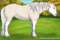 Horse Color:Cremello Splash 