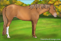 Horse Color:Gray Gold Champagne