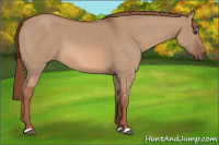 Horse Color:Liver Red Dun 