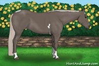 Horse Color:Silver Brown Tobiano 