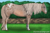 Horse Color:Chestnut Splash Frame Appaloosa Rabicano