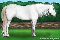 Horse Color:White Spotted Buckskin Frame Appaloosa Rabicano