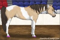 Horse Color:Buckskin Dun Tobiano