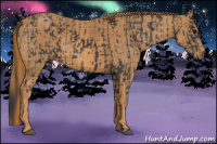 Horse Color:Black  Brindle