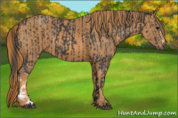 Horse Color:Black  Brindle