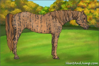 Horse Color:Black  Brindle