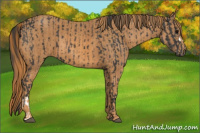 Horse Color:Black  Brindle