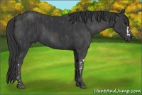 Horse Color:Black  Brindle