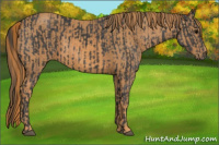 Horse Color:Blue Roan  Brindle