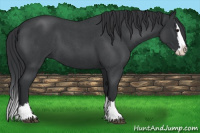 Horse Color:Blue Roan Splash 