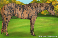 Horse Color:Black  Brindle