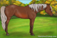 Horse Color:Silver Bay 