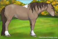 Horse Color:Classic Champagne Tobiano