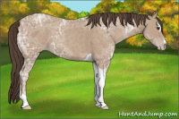 Horse Color:Classic Champagne Ice Sabino Tobiano 