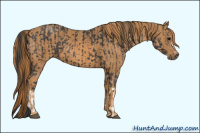 Horse Color:Black  Brindle
