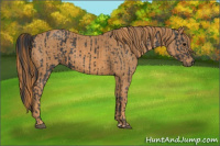 Horse Color:Black  Brindle