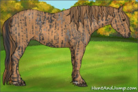 Horse Color:Blue Roan Brindle