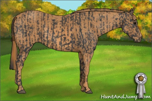 Horse Color: Black  Brindle