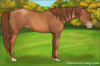 Horse Color:Gray Gold Champagne 