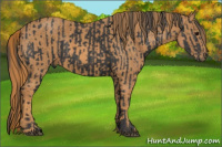Horse Color:Black  Brindle