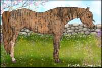 Horse Color:Black  Brindle