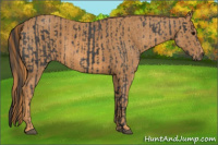 Horse Color:Blue Roan  Brindle