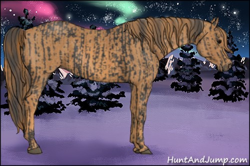 Horse Color: Black  Brindle