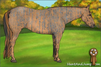 Horse Color:Blue Roan Brindle