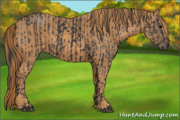 Horse Color:Black  Brindle