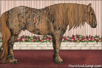 Horse Color:Black  Brindle
