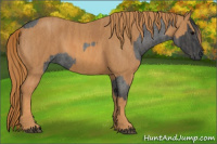 Horse Color:Blue Roan  Brindle