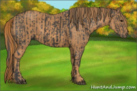 Horse Color:Black  Brindle