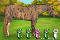 Horse Color:Black  Brindle