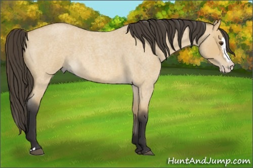 Horse Color: Unknown 