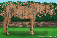 Horse Color:Black  Brindle