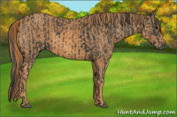 Horse Color:Black  Brindle