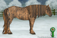 Horse Color:Black  Brindle