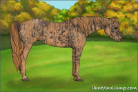 Horse Color:Black  Brindle