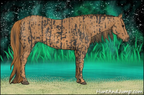 Horse Color: Black  Brindle