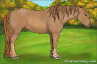 Horse Color:Classic Champagne  Brindle